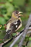 Evening Grosbeakborder=